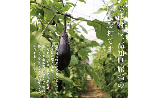 朝どれ！ 野菜詰合せ／芸西村で採れた新鮮な野菜6～8種類をお届けします。特産品 ピーマン ナス こだわりの栽培方法 環境に優しい 安全で安心な野菜づくり  支援品