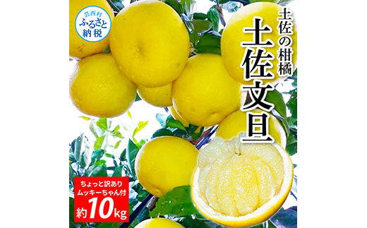 先行予約 土佐の柑橘 土佐文旦 10kg 詰め合わせ ちょっと訳あり （皮むき機）付き 文旦 ぶんたん ブンタン 柑橘 高知県 高知 返礼品 故郷納税 18000円 果物 くだもの フルーツ お取り寄せ 美味しい おいしい ご家庭用 ご自宅用 規格外サイズ 傷 訳あり