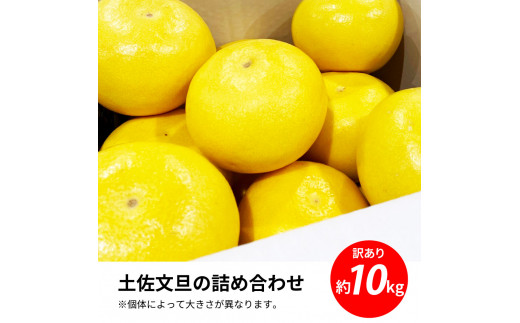 先行予約 土佐の柑橘 土佐文旦 10kg 詰め合わせ ちょっと訳あり 文旦 ぶんたん ブンタン 柑橘 高知県 高知 返礼品 故郷納税 16000円 果物 くだもの フルーツ お取り寄せ 美味しい おいしい ご家庭用 ご自宅用 規格外サイズ 傷 訳あり