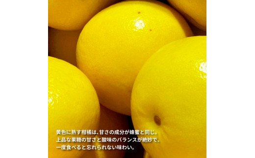 先行予約 土佐の柑橘 土佐文旦 5kg 詰め合わせ （皮むき機）付き 文旦 5キロ ぶんたん 柑橘 高知県 高知 返礼品 故郷納税 16000円 果物 くだもの フルーツ お取り寄せ 美味しい おいしい ギフト プレゼント 贈答品 贈り物 お歳暮 御歳暮 熨斗 のし 常温