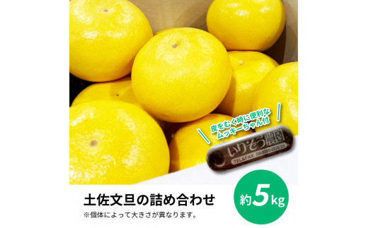 先行予約 土佐の柑橘 土佐文旦 5kg 詰め合わせ （皮むき機）付き 文旦 5キロ ぶんたん 柑橘 高知県 高知 返礼品 故郷納税 16000円 果物 くだもの フルーツ お取り寄せ 美味しい おいしい ギフト プレゼント 贈答品 贈り物 お歳暮 御歳暮 熨斗 のし 常温