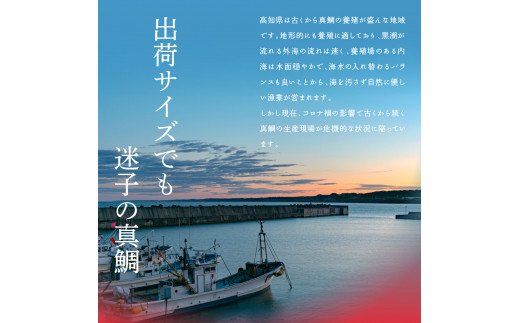 緊急支援 海鮮 真鯛・ブリ・カンパチ・マグロの漬け丼セット4種×2P《迷子の真鯛を食べて応援 養殖生産業者応援プロジェクト》応援 惣菜 そうざい 冷凍 保存食 小分け パック 高知 海鮮丼 一人暮らし〈高知市共通返礼品〉