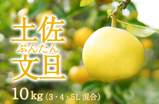 潮風の恵みで育った津野さんの土佐文旦 ３・４・５L混合 １０kg