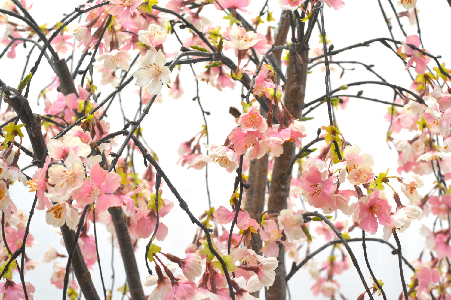 しだれ桜（造花）Gow－５７０