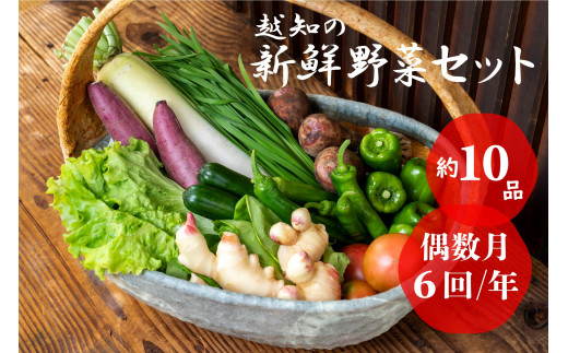 越知産市の季節の野菜セット(年6回発送) 偶数月