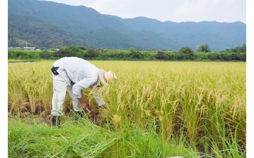 越知町産自然いっぱいで育った【早生米】 10kg 