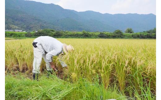 「おち米」定期便　(10kg × 3回)　産直　白米 