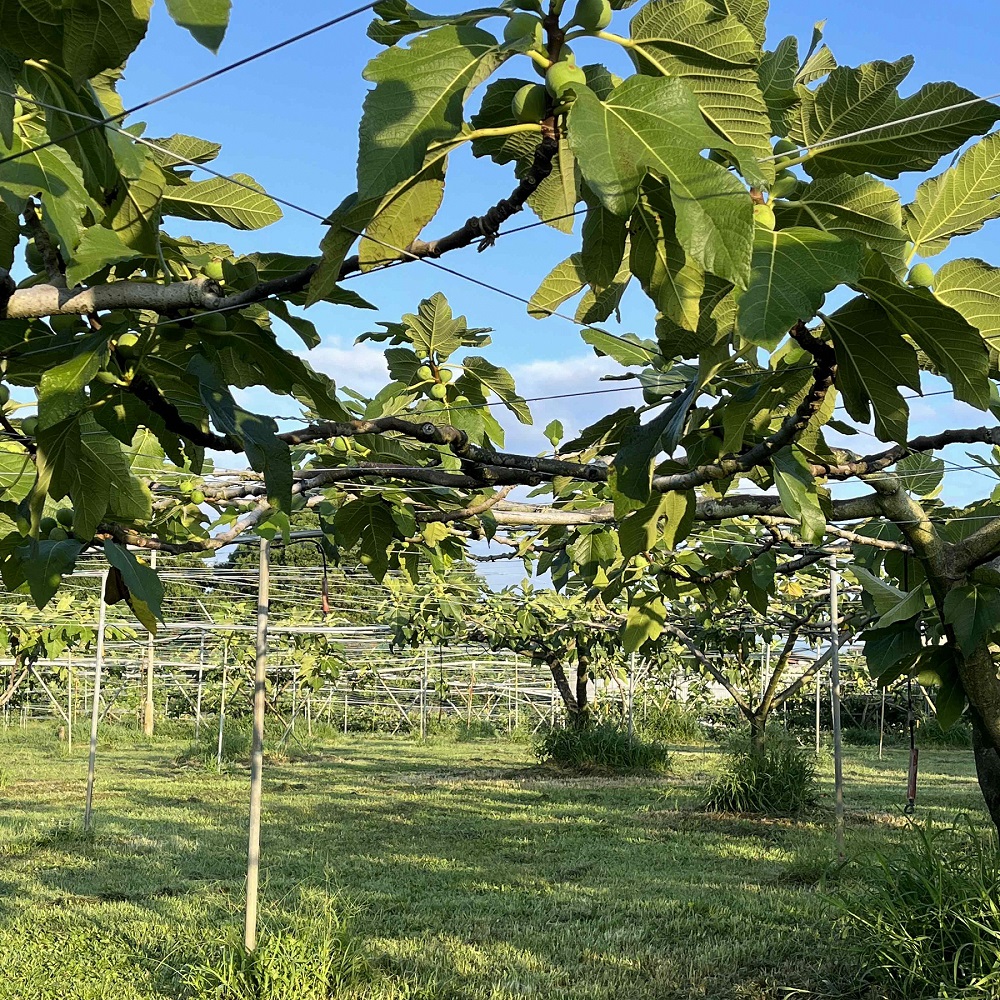 AO-001_【予約・令和7年夏発送】冷凍いちじく1.5kg