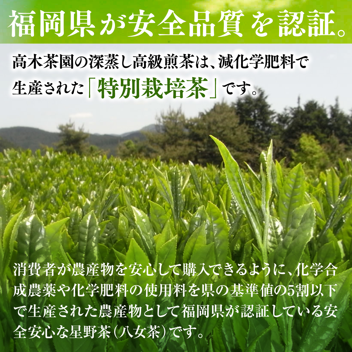 【定期便】奥八女星野村 深蒸し高級煎茶(深蒸し茶)1袋[100g] 6回コース UX018