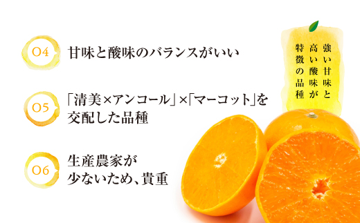 A511.【新種の柑橘】麗紅(れいこう)／約２．５キロ(2024年1月末～2月末発送予定)