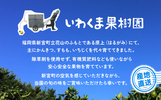 AA196.いわくま果樹園自慢の不知火／約4キロ(2025年3月発送予定)