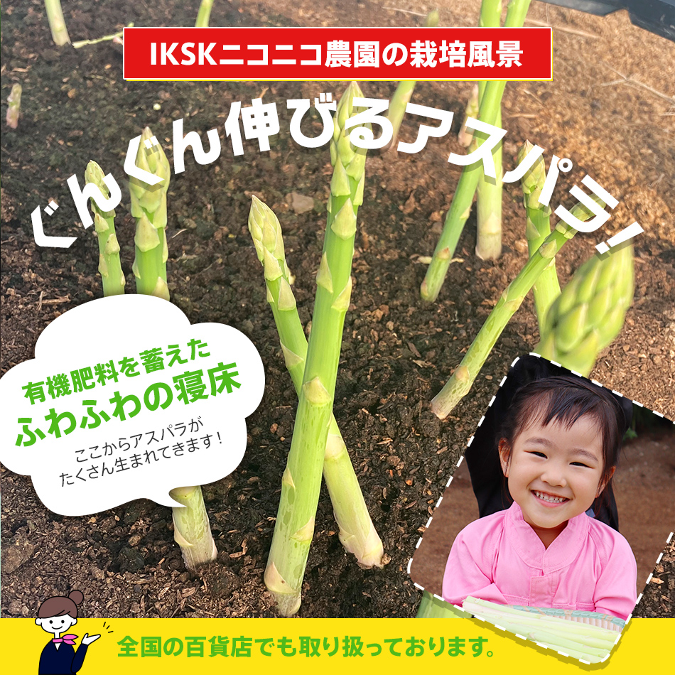 【先行予約】朝採り直送　春芽グリーンアスパラガス（2L）１.2kg　BT02