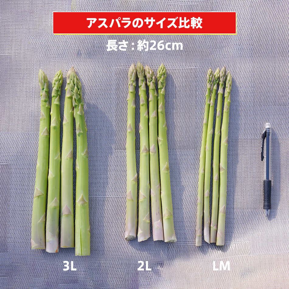 【先行予約】朝採り直送　春芽グリーンアスパラガス（2L）１.2kg　BT02