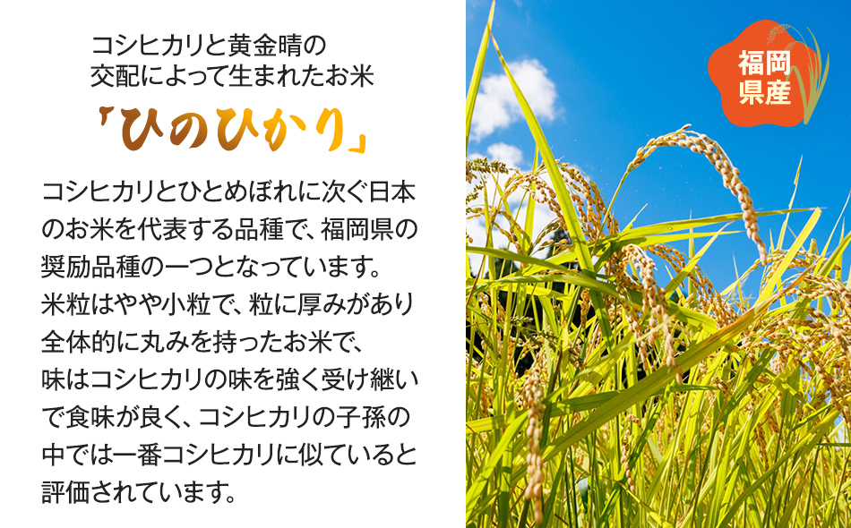 【令和5年産】 福岡県 大木町産 ひのひかり 10kg　BC01