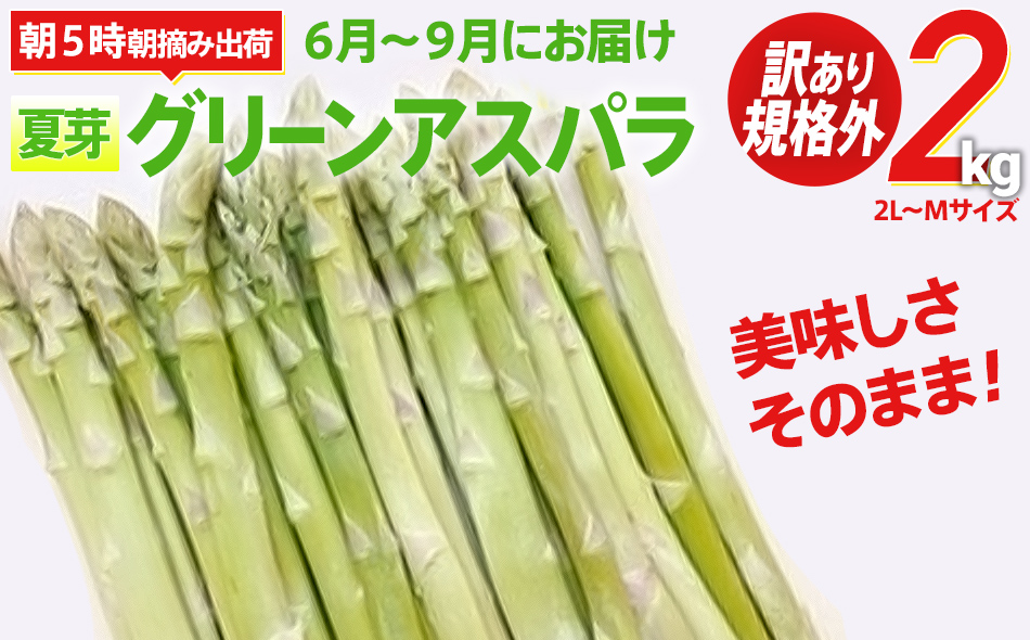 訳あり 】【 規格外 】 アスパラガス ２Ｌ～Ｍ 夏芽 ２kg 朝採り【出荷