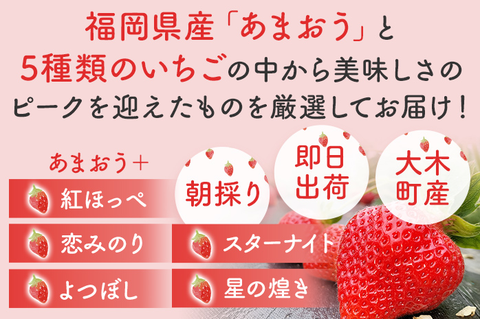 あまおうと旬のいちごの食べ比べセット 約300g×2パック 紅ほっぺ 恋みのり よつぼし スターナイト 星の煌き おすすめ 福岡県 大木町 BO002【2024年12月下旬～2025年4月末頃にかけて順次出荷予定】