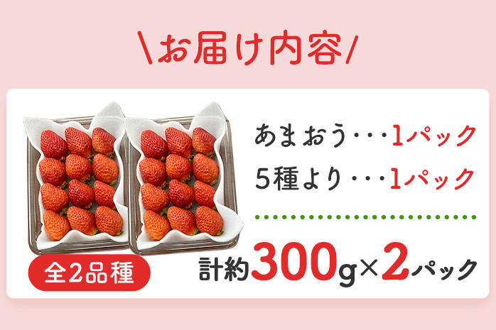 あまおうと旬のいちごの食べ比べセット 約300g×2パック 紅ほっぺ 恋みのり よつぼし スターナイト 星の煌き おすすめ 福岡県 大木町 BO002【2024年12月下旬～2025年4月末頃にかけて順次出荷予定】