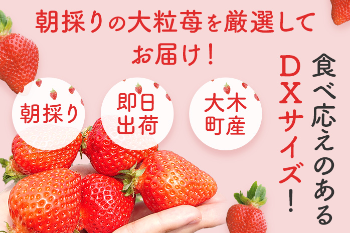 あまおう 約300g×2パック おすすめ 福岡県 大木町 BO003 【2024年12月下旬～2025年4月末頃にかけて順次出荷予定】いちご フルーツ 苺