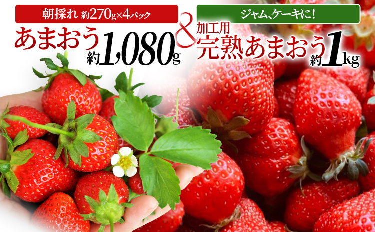 あまおう約270ｇ×4パック ＋ ジャムやケーキなど用 完熟あまおうの山もり1箱（約1kg/箱）　CE02