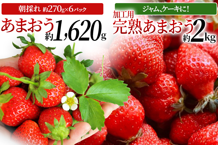 あまおう約270ｇ×6パック ＋ ジャムやケーキなど加工用 完熟あまおうの山もり2箱（約1kg/箱）　CE03