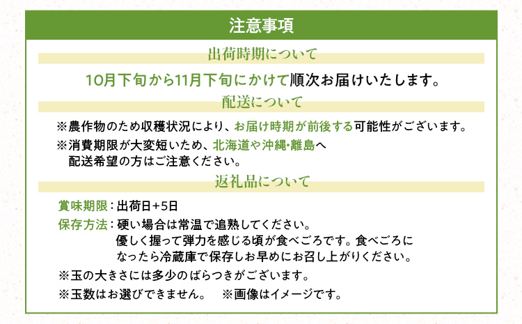 期間限定 福岡県産ブランドキウイ「甘うぃ」美容 健康 ビタミンC キウイフルーツ 1.5kg  南国フルーツ CO014