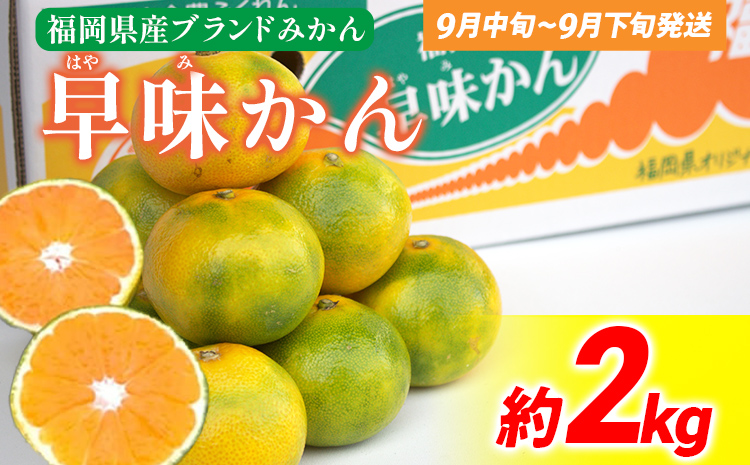 期間限定 みかん 福岡県産ブランド 「早味かん」 フルーツ 返礼品 お取り寄せグルメ お取り寄せ グルメ 果物 2kg 南国フルーツ CO016 