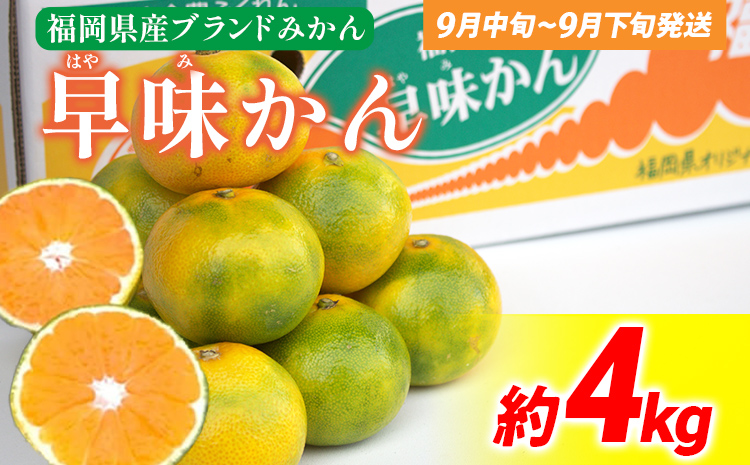 期間限定 みかん 福岡県産ブランド 「早味かん」 フルーツ 返礼品 お取り寄せグルメ お取り寄せ グルメ 果物 4kg 南国フルーツ CO017