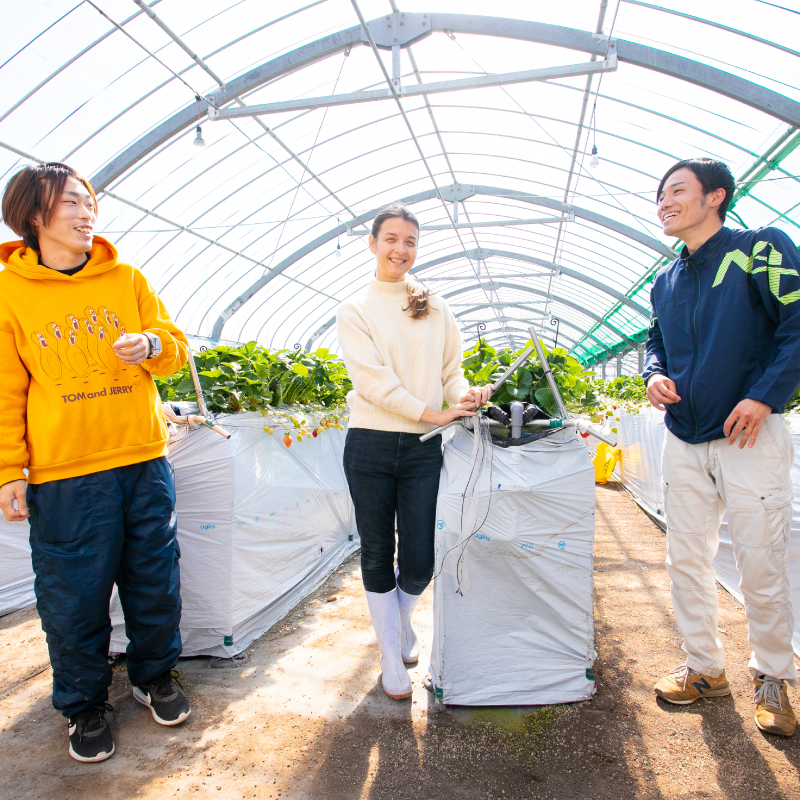 【1月から発送予定】先行予約! 数量限定 福岡産 あまおう 約275ｇ×2パック セット いちご 苺 イチゴ フルーツ 果物 くだもの 春 旬 福岡 九州 福岡県 川崎町 暖家のいちご