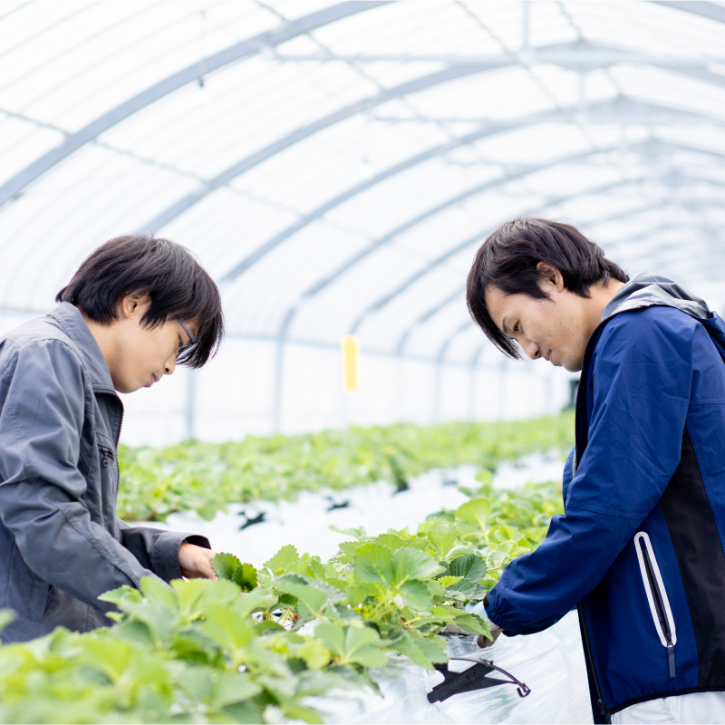 【3月中旬頃から発送予定】先行予約! 数量限定 福岡産 あまおう 約1.1kg 約275ｇ×4パック セット いちご 苺 イチゴ フルーツ 果物 くだもの 春 旬 福岡 九州 福岡県 川崎町 