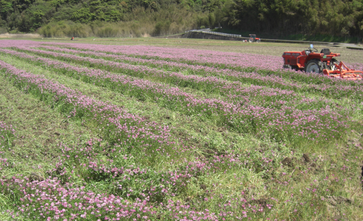 【先行予約】レンゲ栽培米 夢つくし 4.5kg 【2024年10月以降順次発送】《築上町》【久楽農園】 [ABAT001] 9000円 9千円