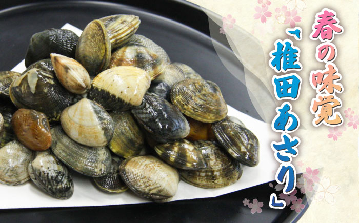 【令和6年4月頃発送予定】特産 椎田 あさり 1.5kg《築上町》【築上町蓄養殖部会】アサリ 活あさり 12000円 [ABAY002]