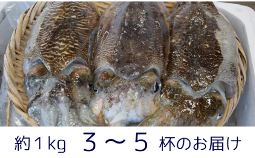 【先行予約 3月下旬頃から発送】豊前海産「 コウイカ 」約1kg (3〜5杯)《築上町》【明青丸】 [ABCB001] イカ いか 刺身 烏賊 11000円 1万1千円