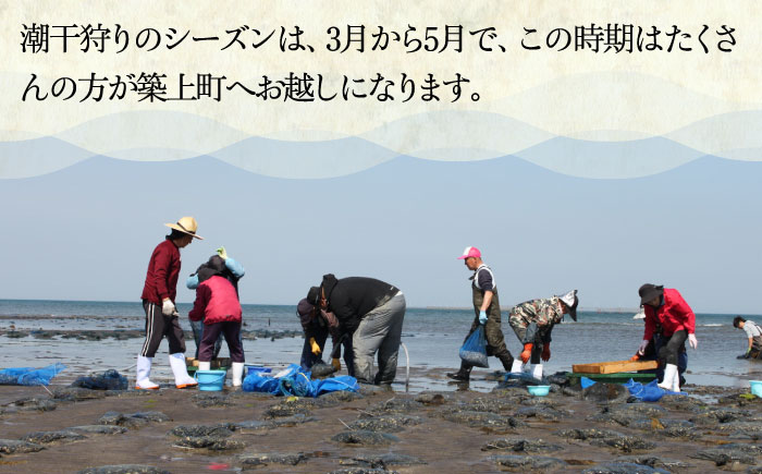 【令和6年4月頃発送予定】特産 椎田 あさり 1.5kg《築上町》【築上町蓄養殖部会】アサリ 活あさり 12000円 [ABAY002]