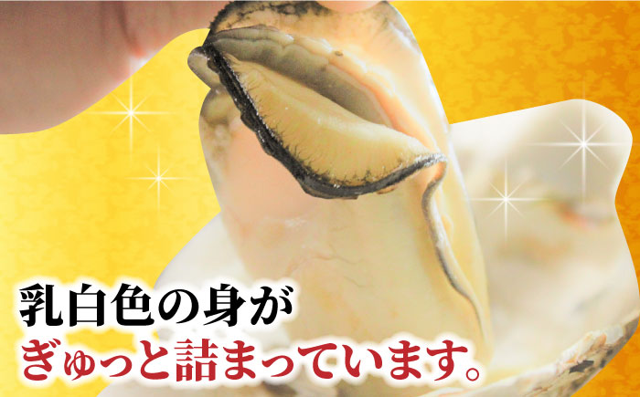 【先行予約:令和5年12月以降発送】ブランド牡蠣 「 豊前海一粒かき (しいだ小粒がき)」 中サイズ 3kg《築上町》【築上町蓄養殖部会】 [ABAY004] 9000円 9千円 9000円 9千円