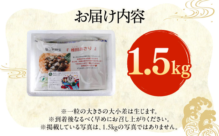 【令和6年4月頃発送予定】特産 椎田 あさり 1.5kg《築上町》【築上町蓄養殖部会】アサリ 活あさり 12000円 [ABAY002]