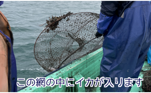 【先行予約 3月下旬頃から発送】豊前海産「 コウイカ 」約1kg (3〜5杯)《築上町》【明青丸】 [ABCB001] イカ いか 刺身 烏賊 11000円 1万1千円