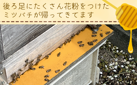 【福岡県築上町産】上村さん家の はちみつ 「築上町の 和蜜 」1kg《築上町》【上村　忍】 日本 蜜蜂 にほん みつばち [ABBX003] 30000円 3万円 30000円 3万円