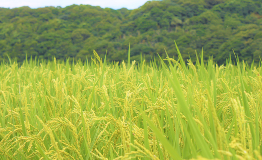 【先行予約】レンゲ栽培米 夢つくし 4.5kg 【2024年10月以降順次発送】《築上町》【久楽農園】 [ABAT001] 9000円 9千円