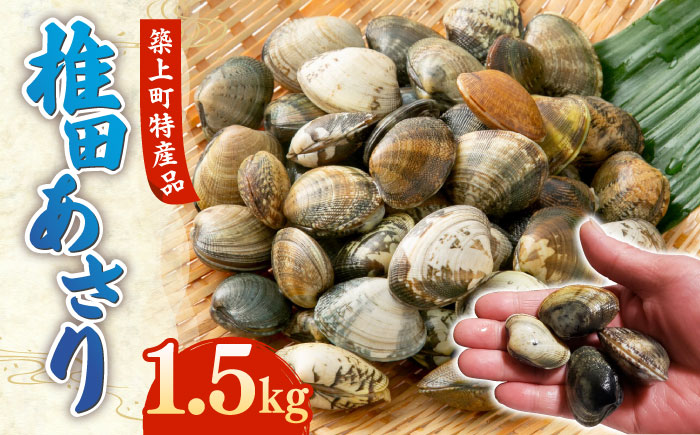 【令和6年4月頃発送予定】特産 椎田 あさり 1.5kg《築上町》【築上町蓄養殖部会】アサリ 活あさり 12000円 [ABAY002]