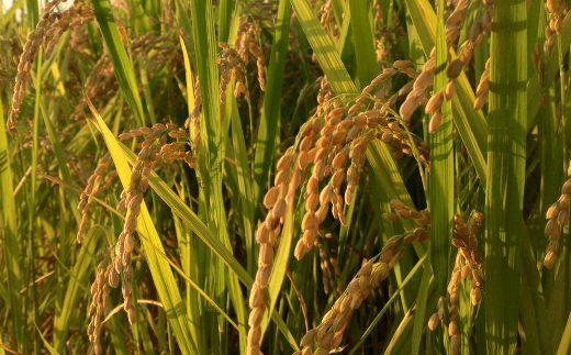 定期40-04【令和5年産新米予約】特別栽培米　ミルキークイーン白米3kg　定期便　全5回（Nouhan農繁）