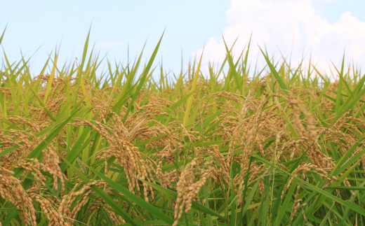 定期70-04【令和5年産新米予約】特別栽培米　夢つくし白米3kg定期便　全10回（Nouhan農繁）