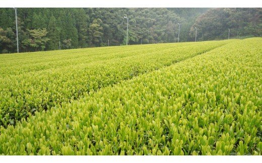 ｂ−１６７　うれしの茶（嬉野茶）特選・上撰セット【緑茶】