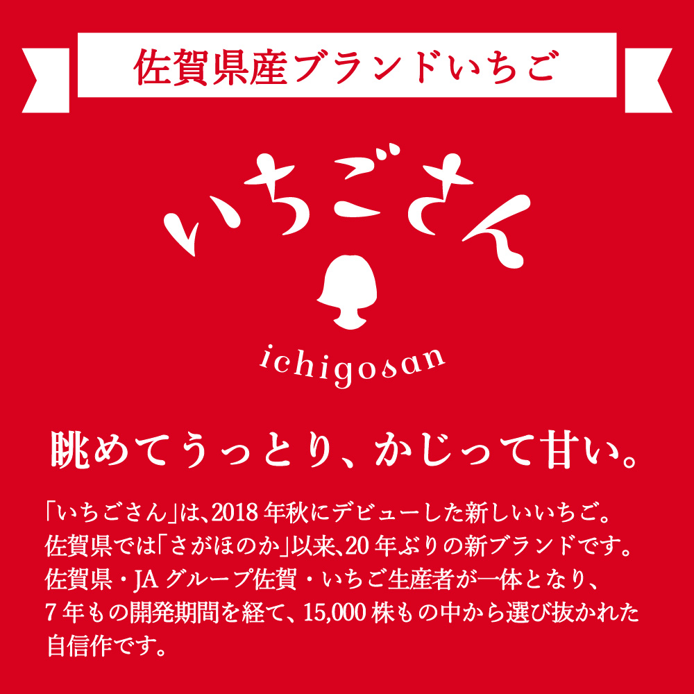 【先行予約】伊万里産　特選「 いちごさん 」　450ｇ 以上× 2パック　～鶴田農園～ B497