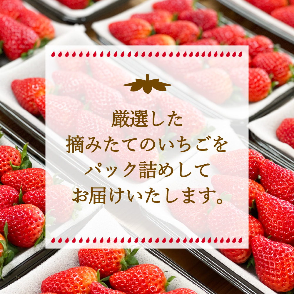 【先行予約】伊万里産　特選「 いちごさん 」　450ｇ 以上× 2パック　～鶴田農園～ B497