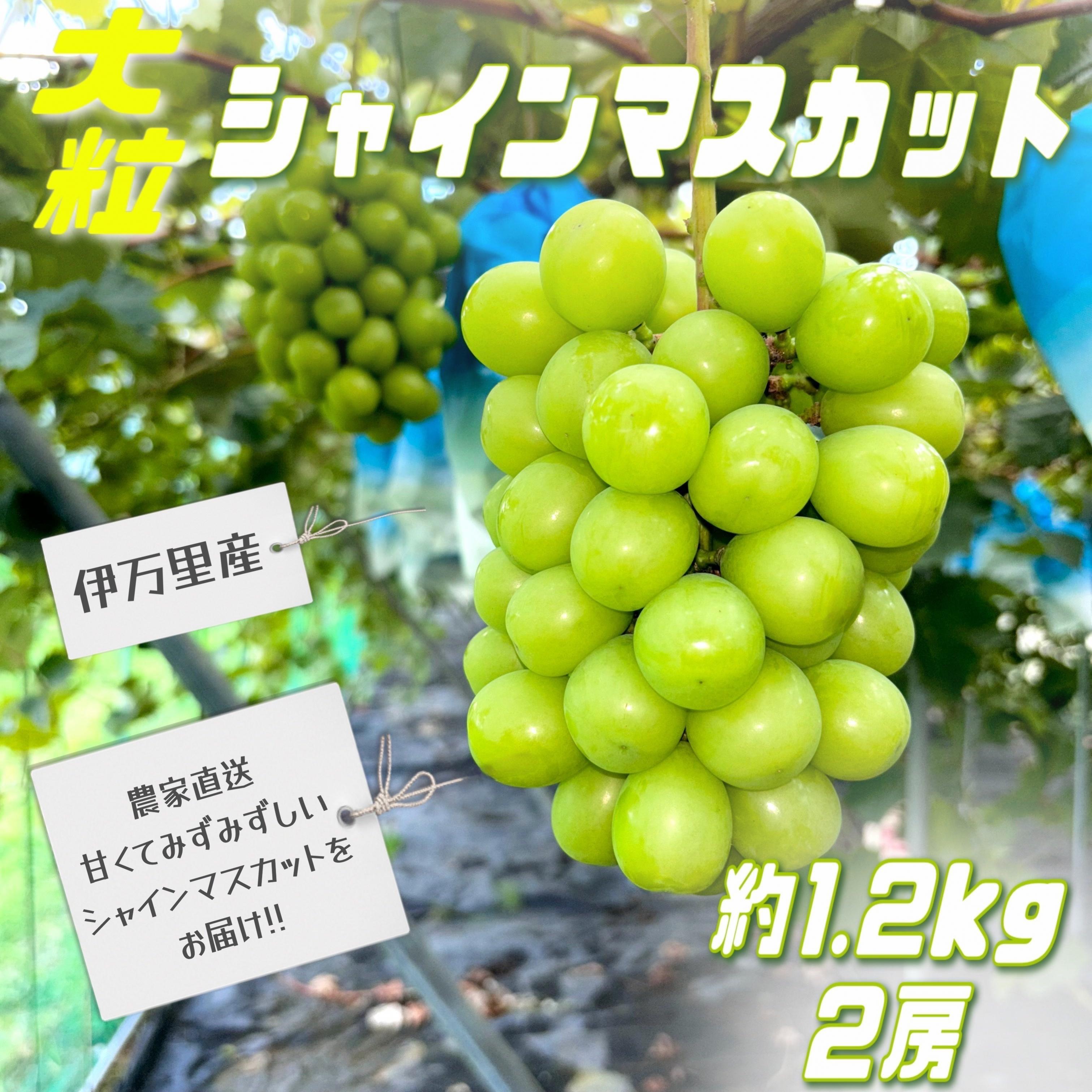 【 数量限定 】令和７年産 伊万里 シャインマスカット 約1.2kg（約600ｇ× 2房 ） B628