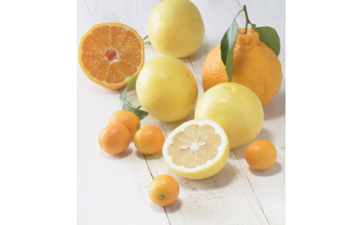 佐賀の旬の柑橘をお届け 佐賀産かんきつ5kg B397