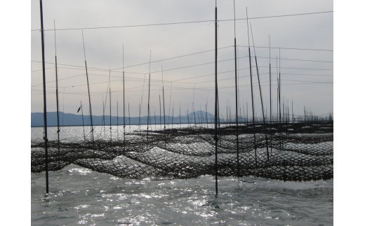 大容量 焼き海苔 佐賀県産 全形 有明海苔 100枚 C104 - ふるさと