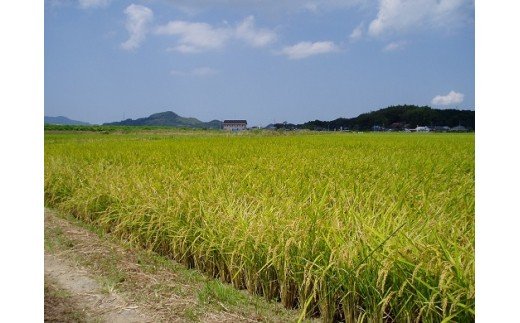 佐賀県産さがびより10kg B147