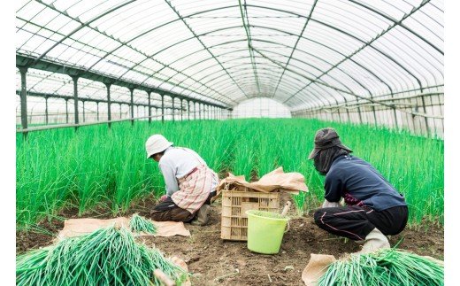 調味料 スパイス スープ 伊万里香ねぎ贅沢セット G094 - ふるさと