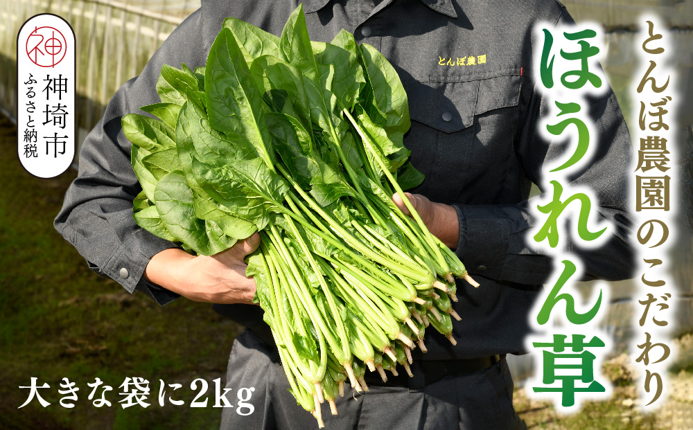 ほうれん草 2kg バラ詰め（大きな袋に2kg）【ハウス栽培 産地直送 クール便 佐賀県脊振山麓産】(H091117)